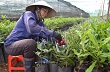 Đua trồng mắc ca, có ngày mắc... nợ ! 
